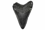Fossil Megalodon Tooth - South Carolina #341467-1